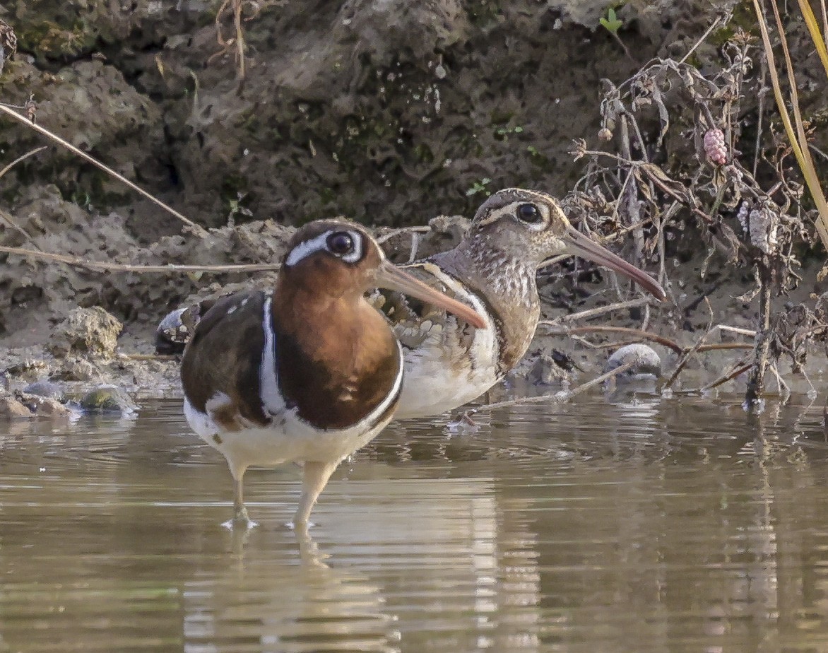 Greater Painted-Snipe - ML332365711