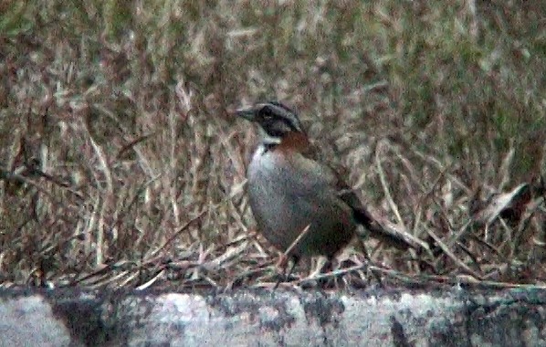 Rufous-collared Sparrow (Rufous-collared) - ML332366371