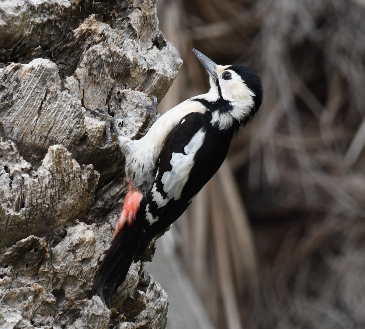 Sind Woodpecker - ML332366551