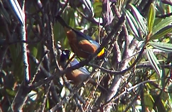 Golden-collared Tanager - ML332370351