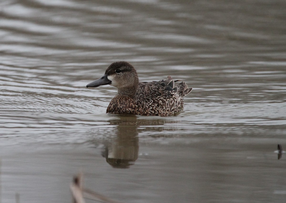 Blue-winged Teal - ML332371411