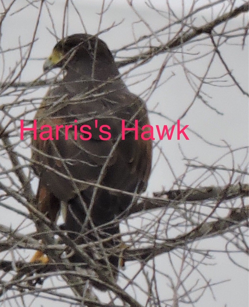 Harris's Hawk - ML332378111