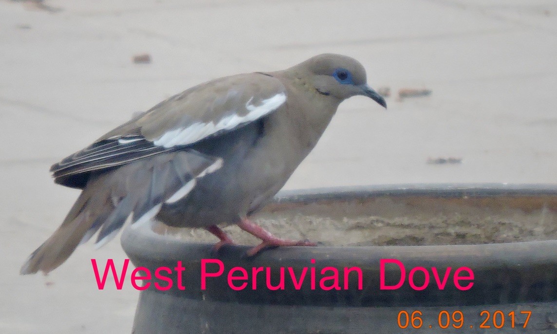 West Peruvian Dove - ML332378171