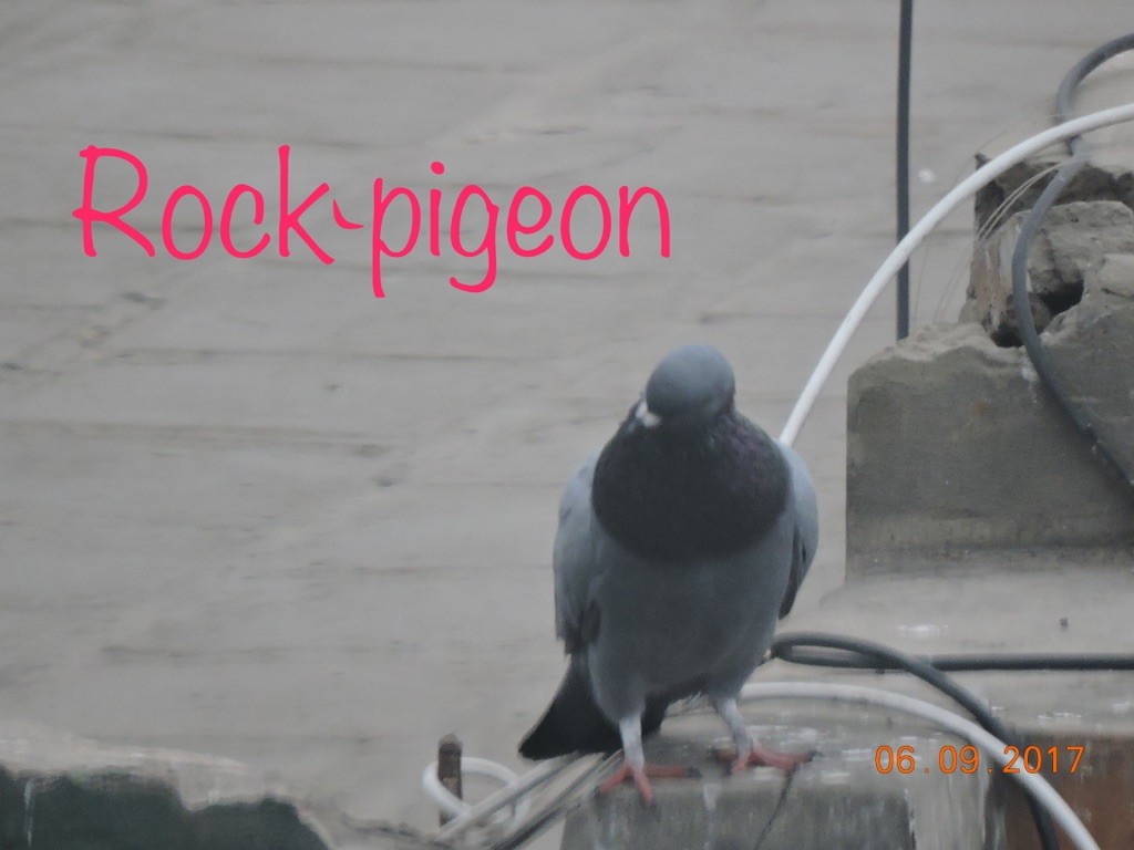 Rock Pigeon (Feral Pigeon) - ML332378191