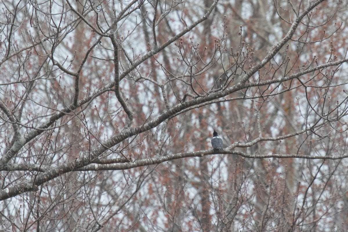 Belted Kingfisher - ML332380001