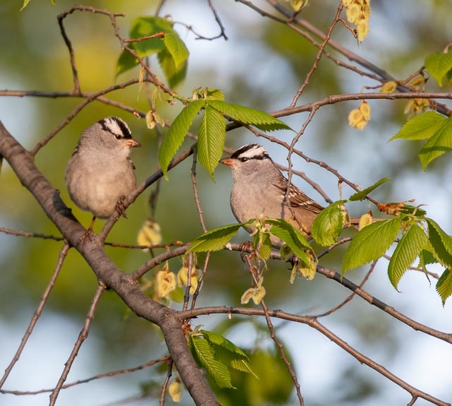 White-crowned Sparrow - ML332382431