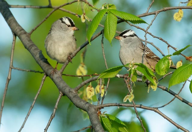 White-crowned Sparrow - ML332382441