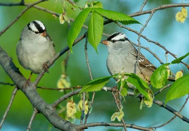 White-crowned Sparrow - Scott Gilbert