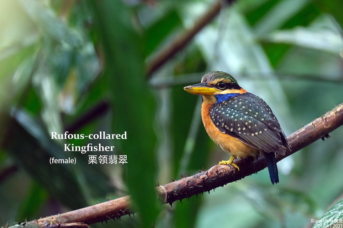 Rufous-collared Kingfisher - ML332386171