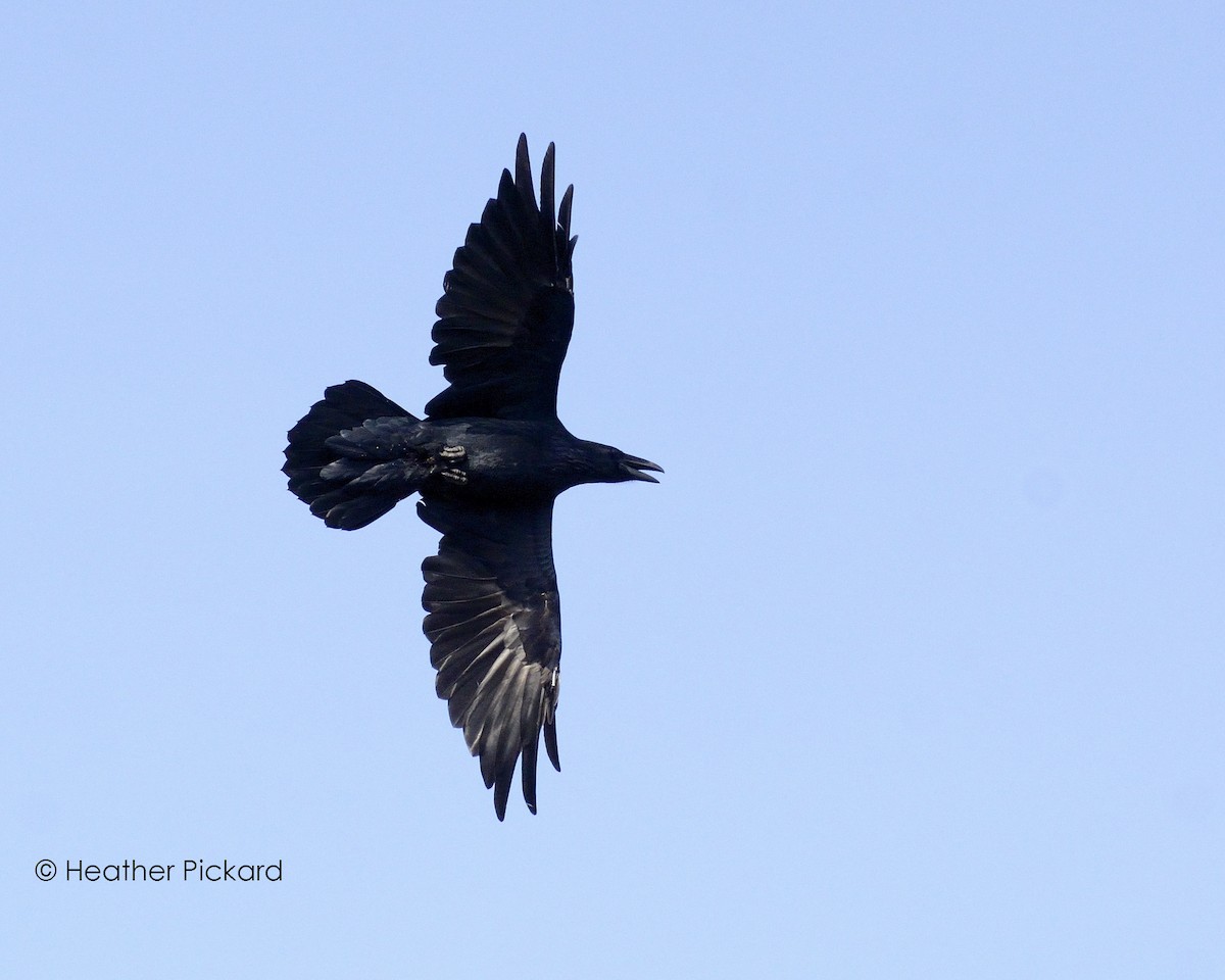 Common Raven - Heather Pickard