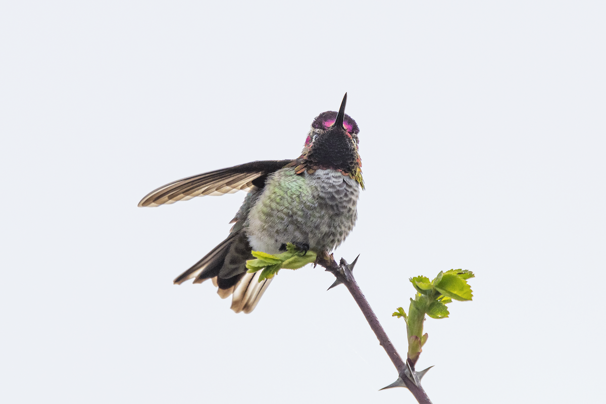 Anna's Hummingbird - ML332398041