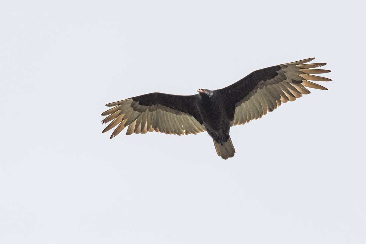 Turkey Vulture - ML332398601