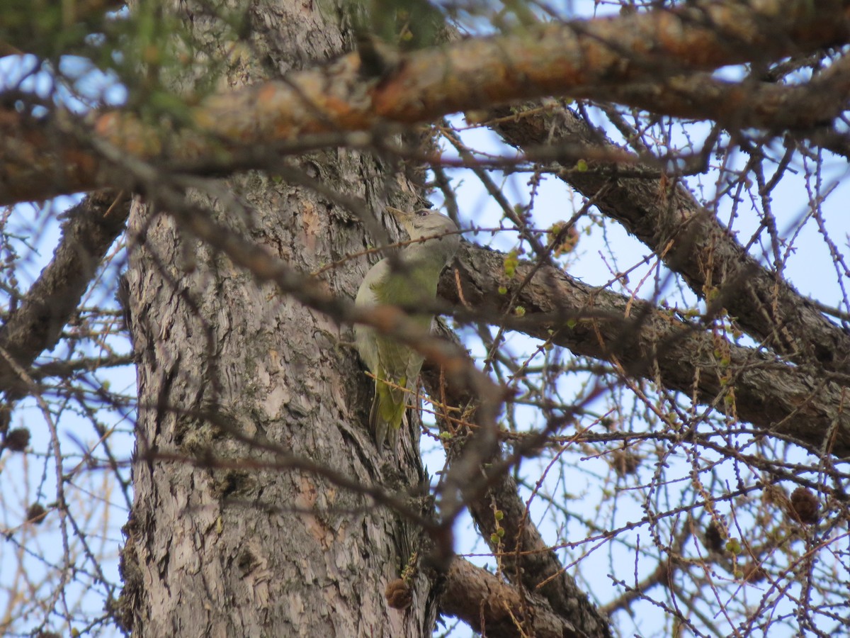 Gray-headed Woodpecker - ML332399071