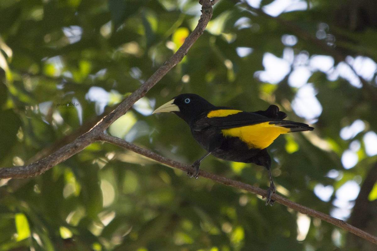 Yellow-rumped Cacique - ML33240411