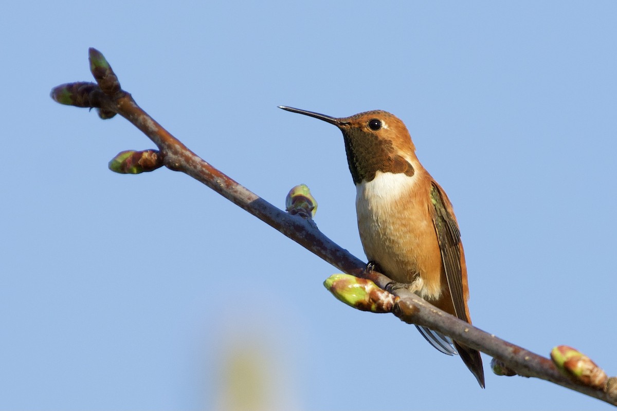 Rufous Hummingbird - ML332406871