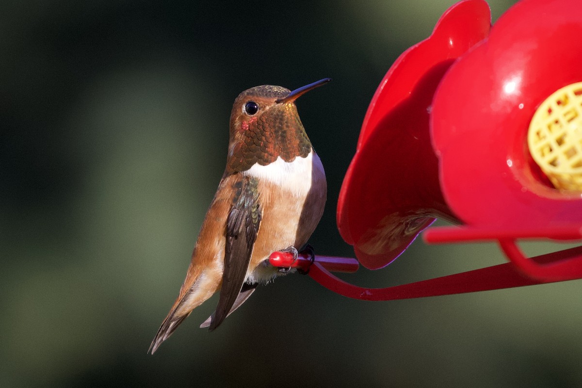 Rufous Hummingbird - ML332406901