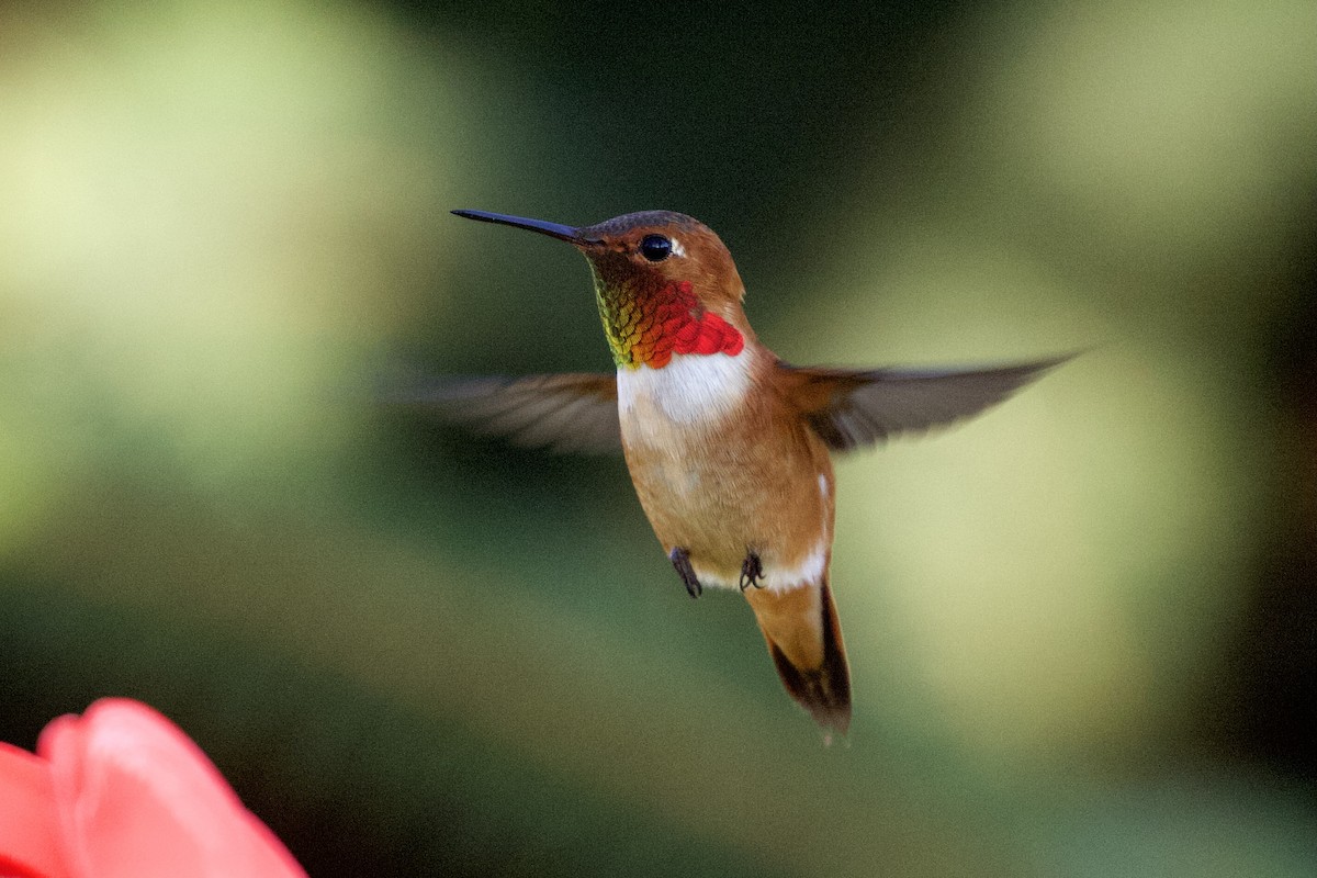 Rufous Hummingbird - ML332406931