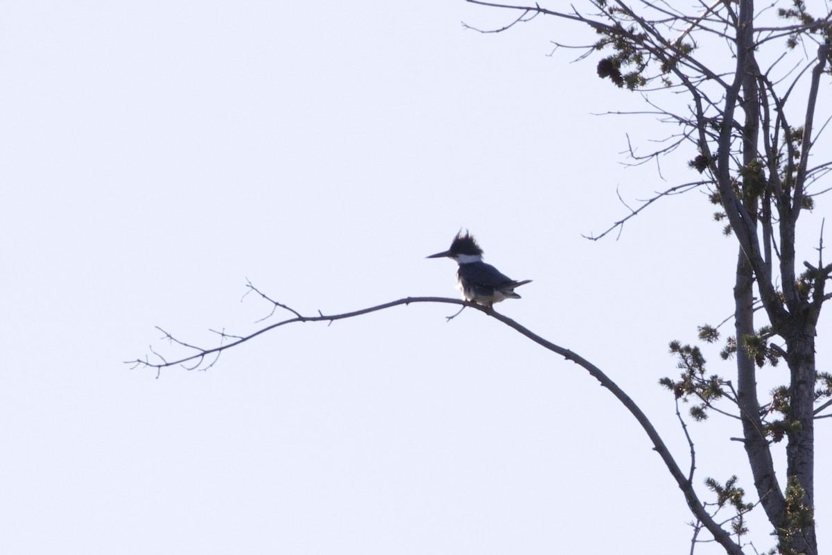 Belted Kingfisher - Aaron Roberge