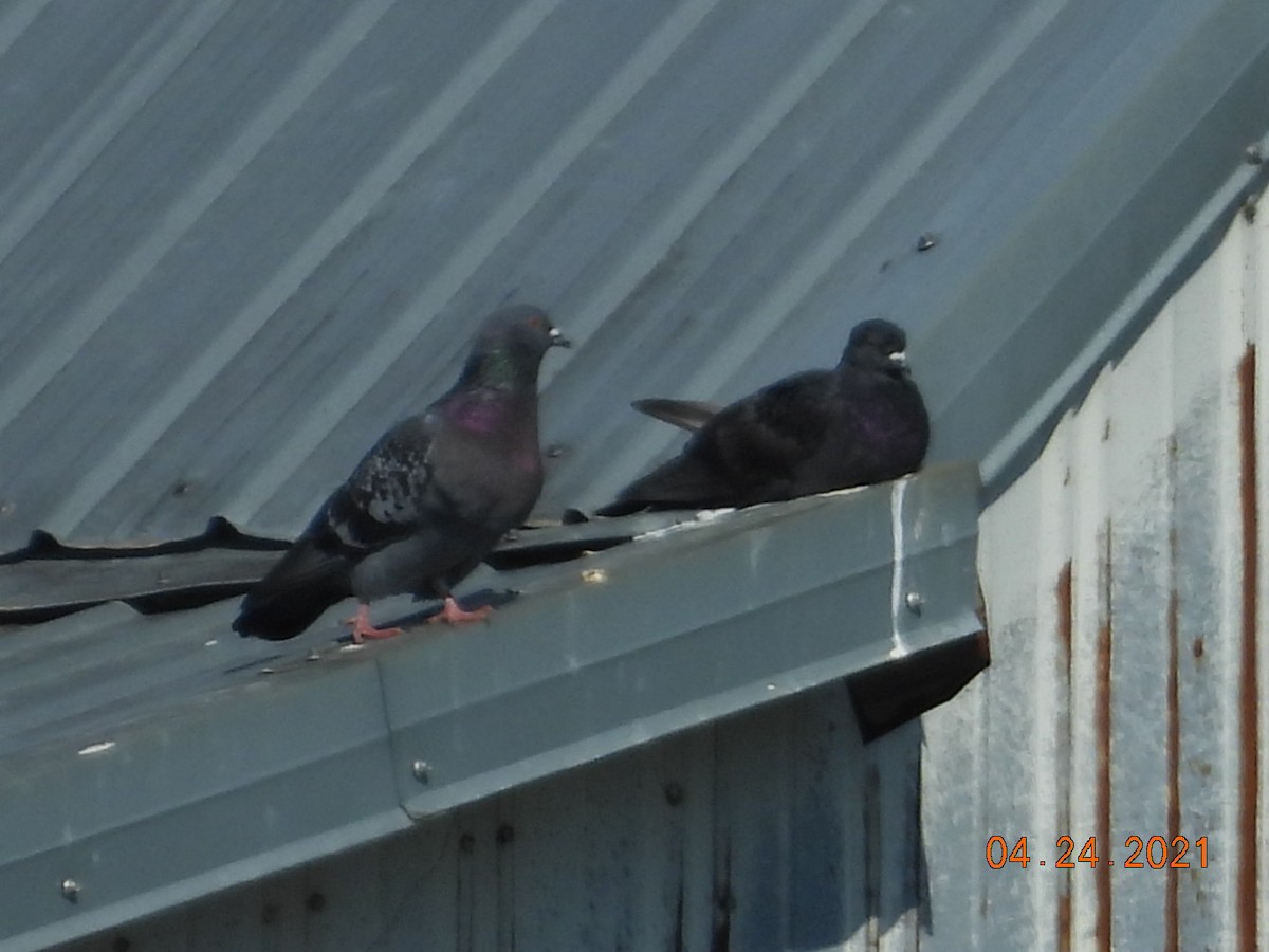 Rock Pigeon (Feral Pigeon) - ML332407731