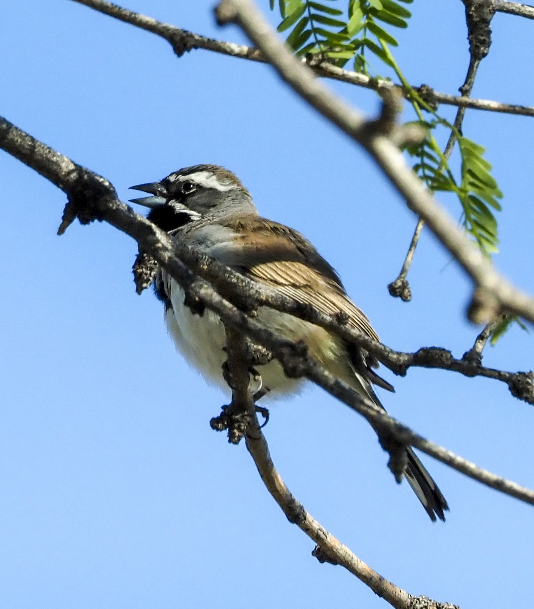Black-throated Sparrow - ML332411001