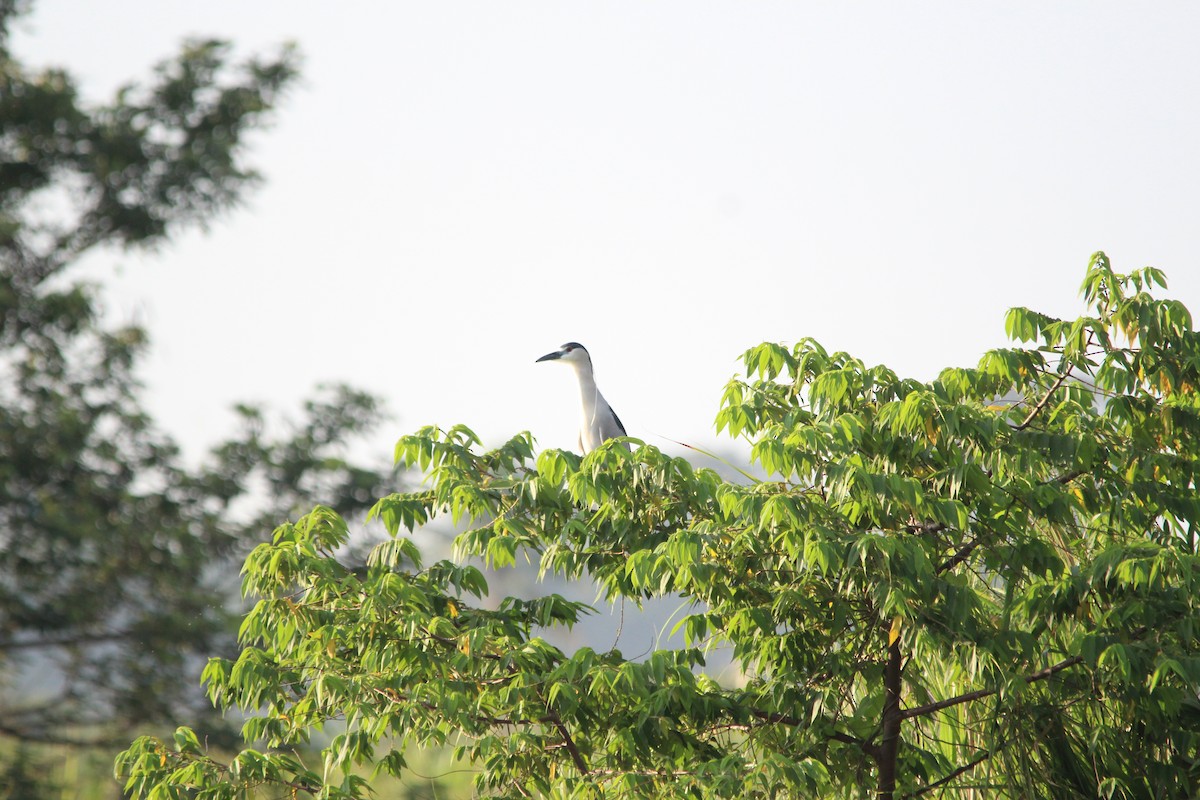 Black-crowned Night Heron - Paul 🐈🔭🦜 Rodríguez @elpuma