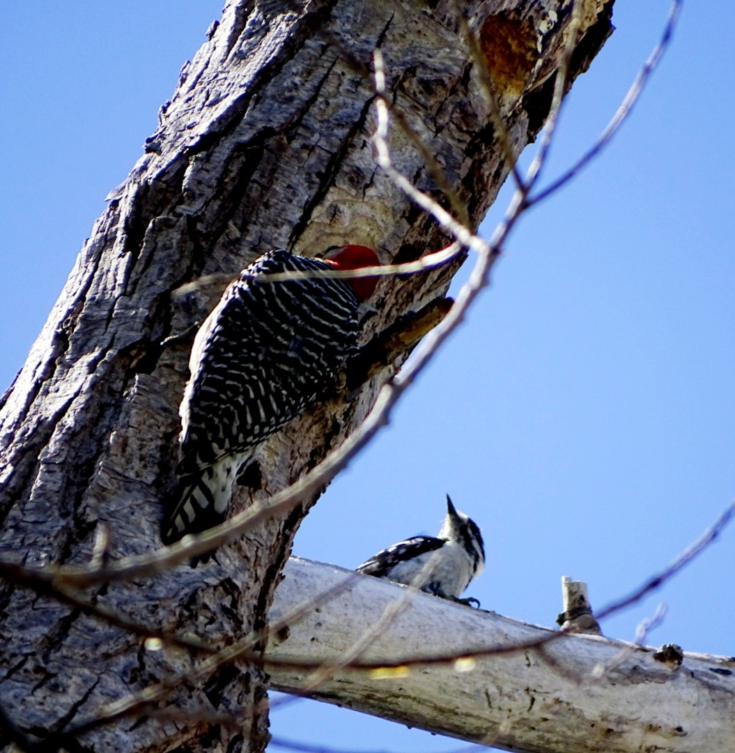 Downy Woodpecker - ML332412181