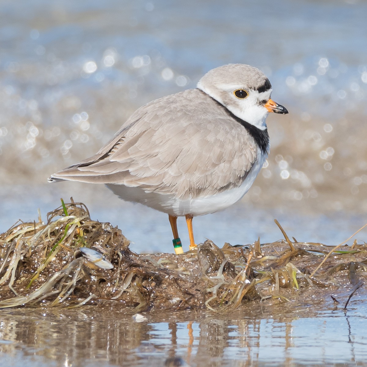 Piping Plover - ML332413431