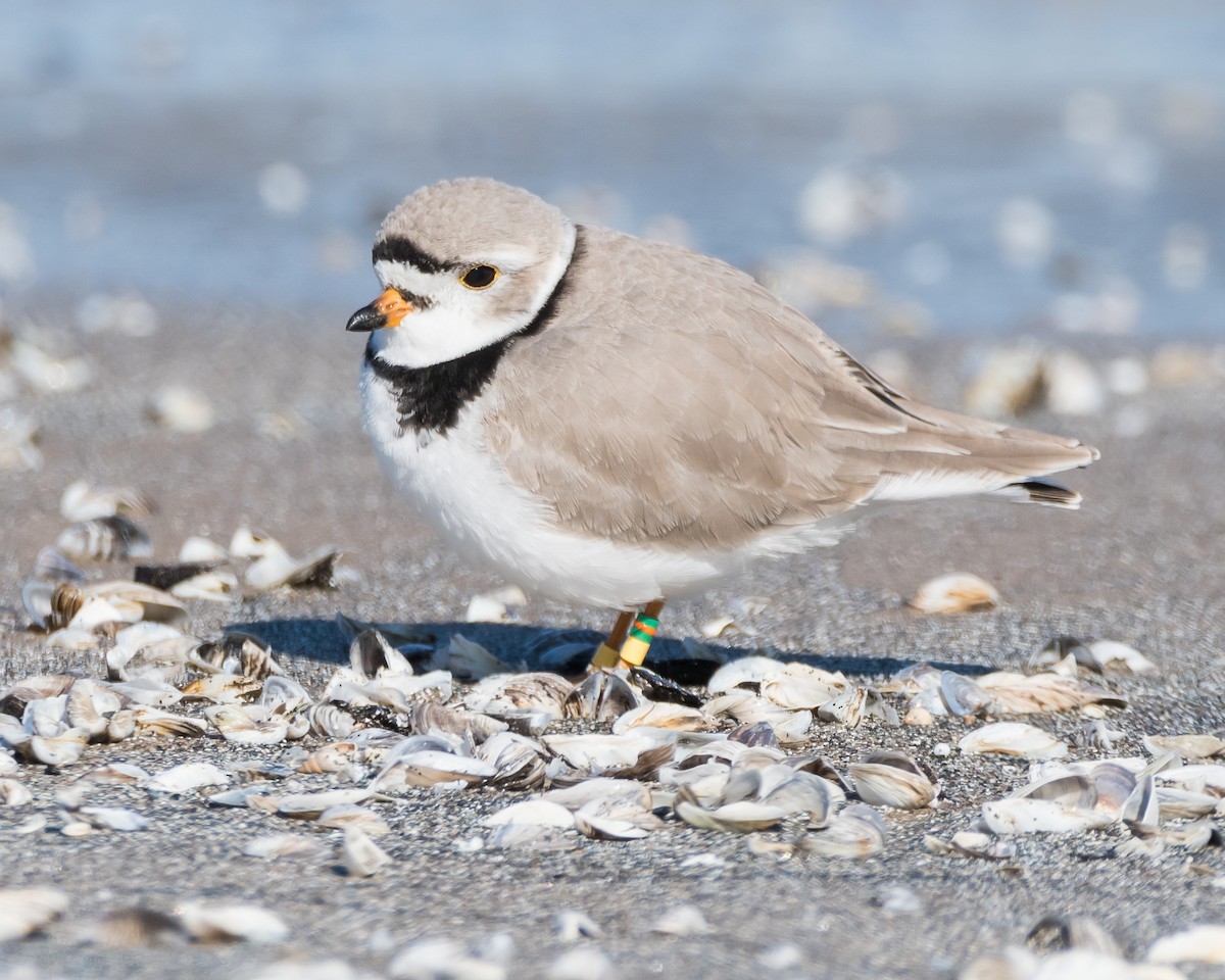 Piping Plover - Roy Chatburn