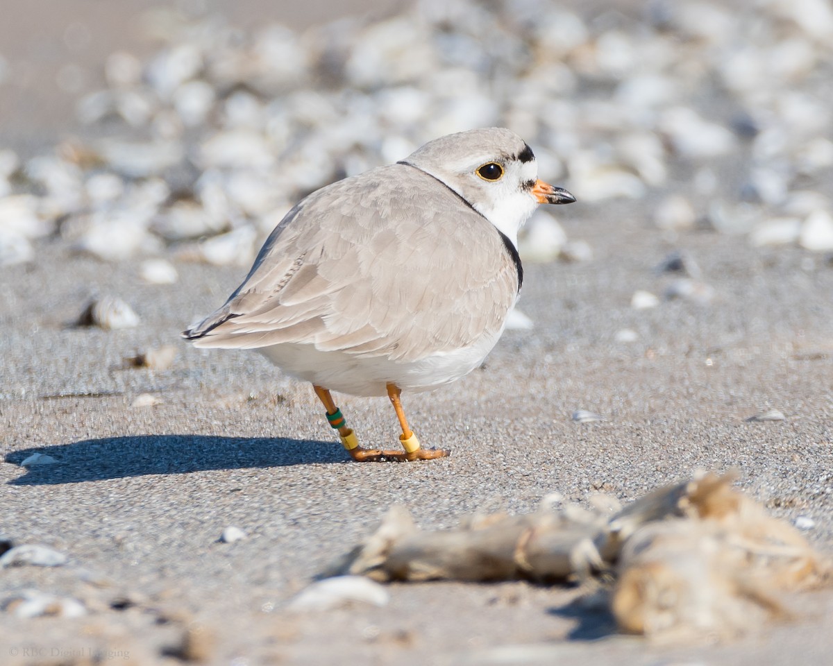 Piping Plover - ML332413731