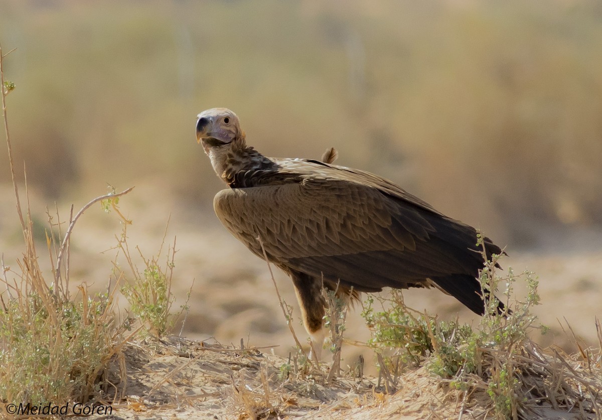 Lappet-faced Vulture - ML332414631