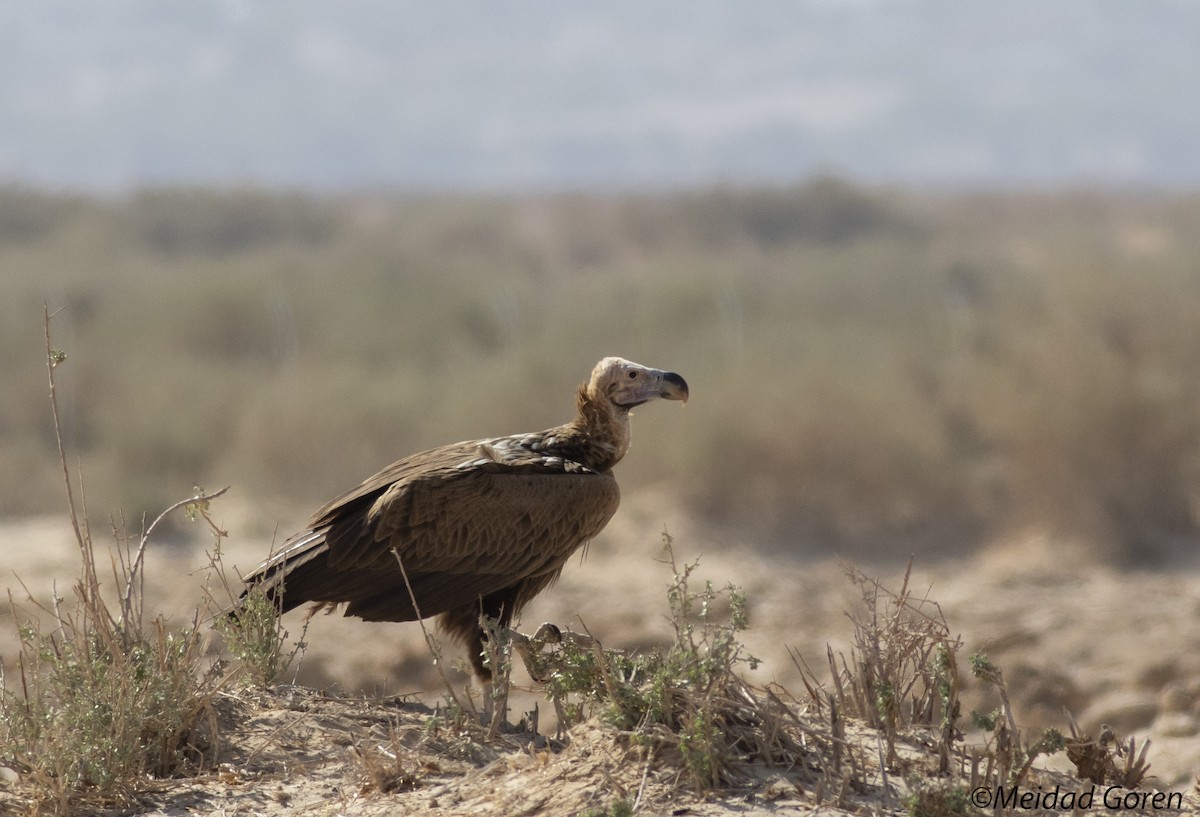 Lappet-faced Vulture - ML332414661