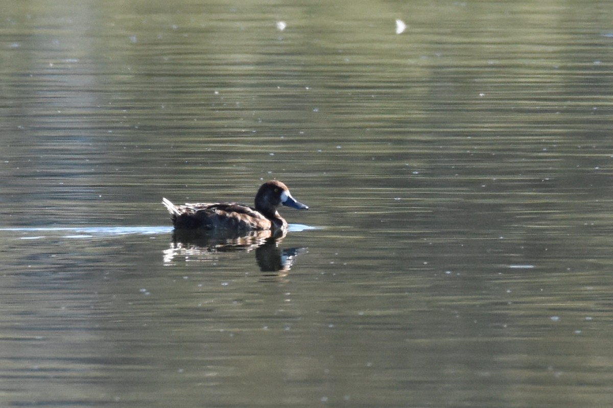 Greater Scaup - ML33242671