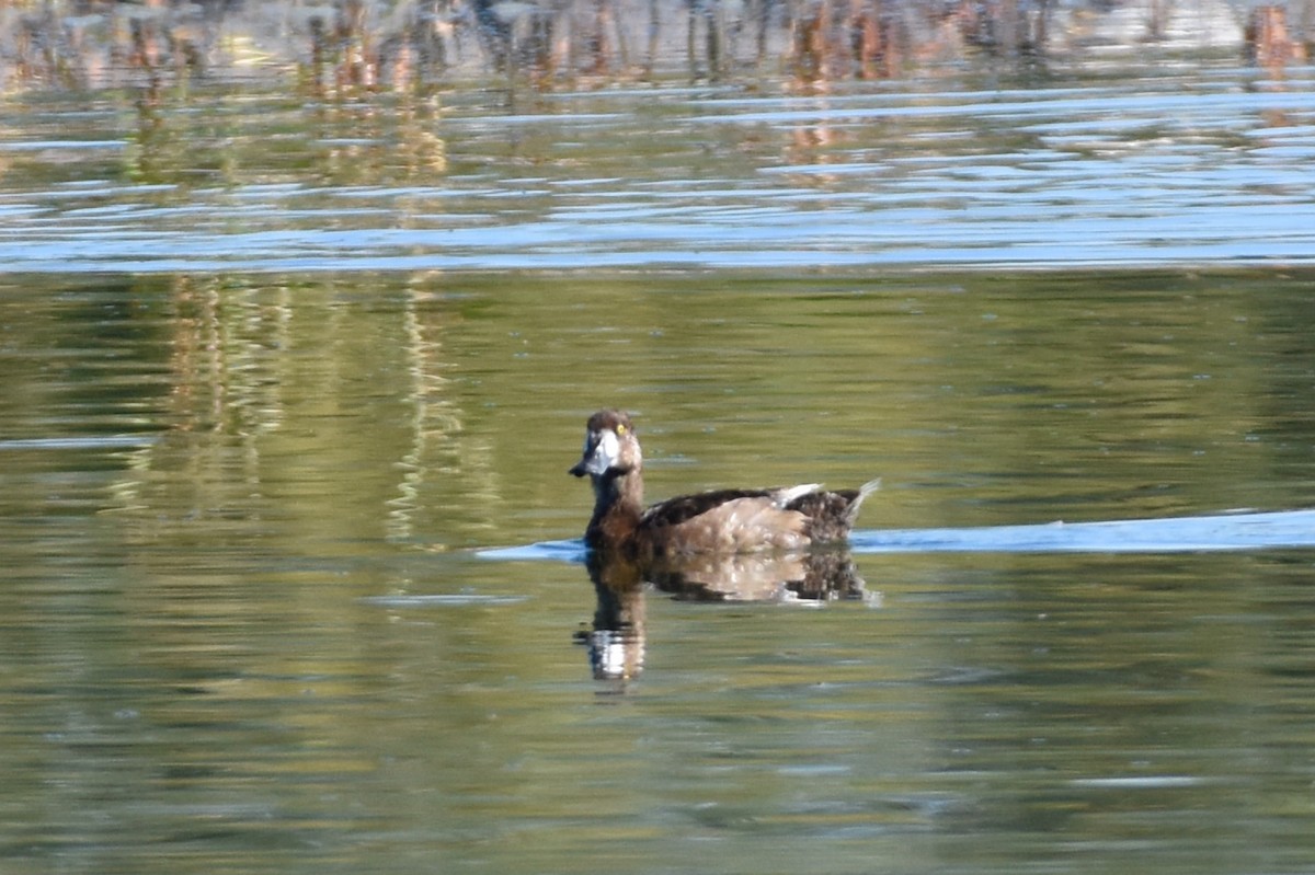 Greater Scaup - ML33242701