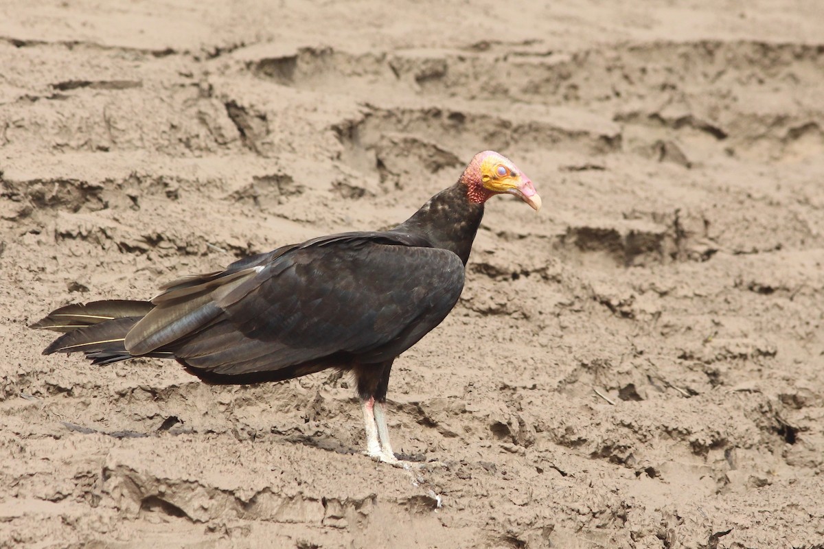 Lesser Yellow-headed Vulture - ML33244351