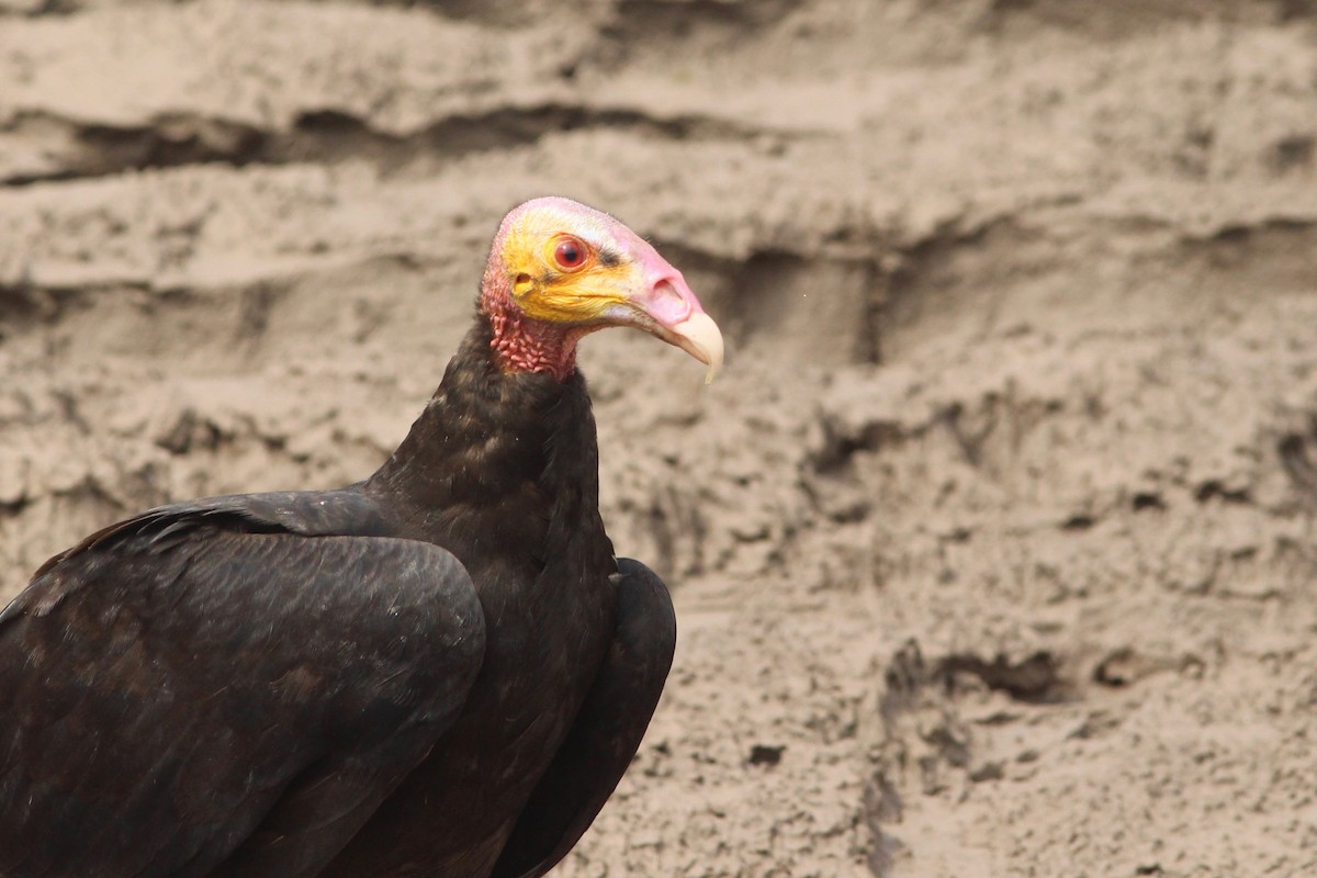 Lesser Yellow-headed Vulture - ML33244361