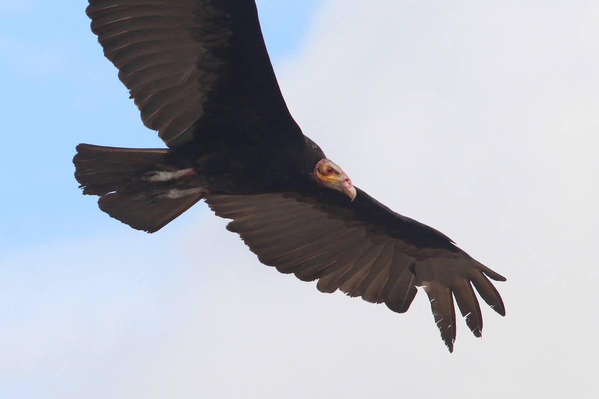 Lesser Yellow-headed Vulture - Oscar Johnson