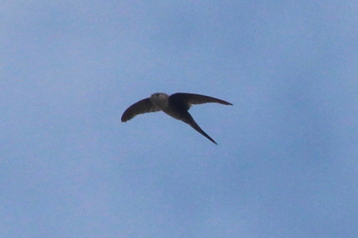 Fork-tailed Palm Swift - ML33244461