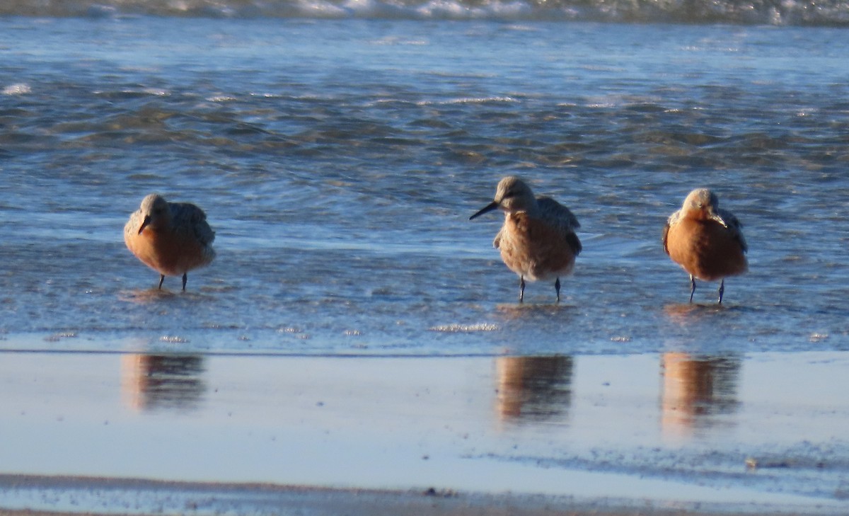 Red Knot - ML332453541