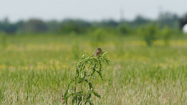 Grasshopper Sparrow - ML332464841