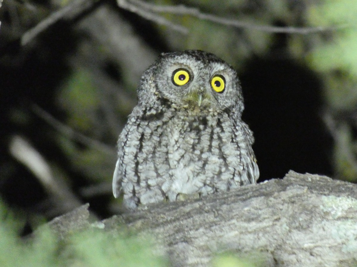 eBird Checklist - 28 Apr 2021 - Coronado National Forest, San Simon US ...