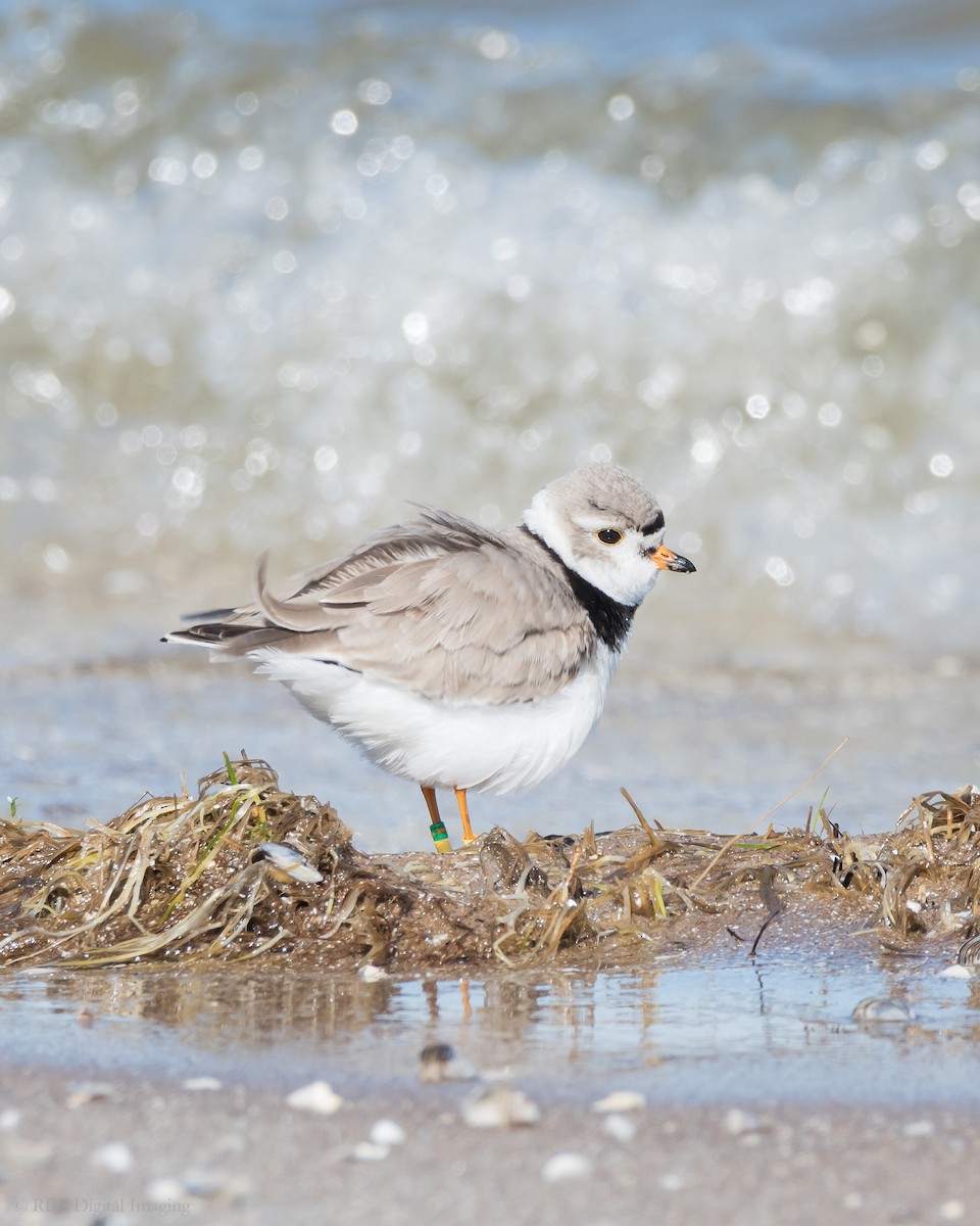 Piping Plover - ML332468361