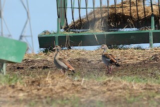Egyptian Goose, ML332469721
