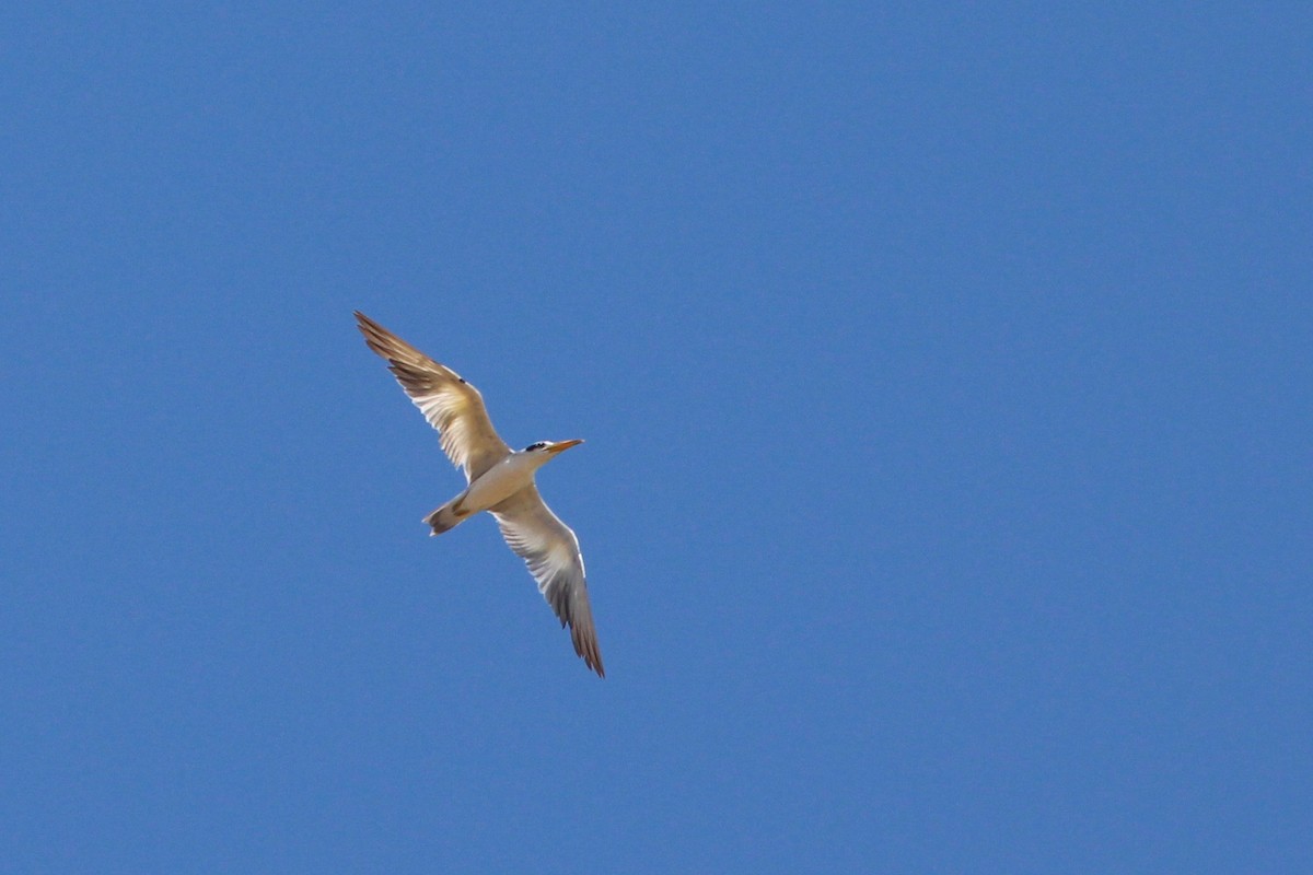 Large-billed Tern - ML33247561