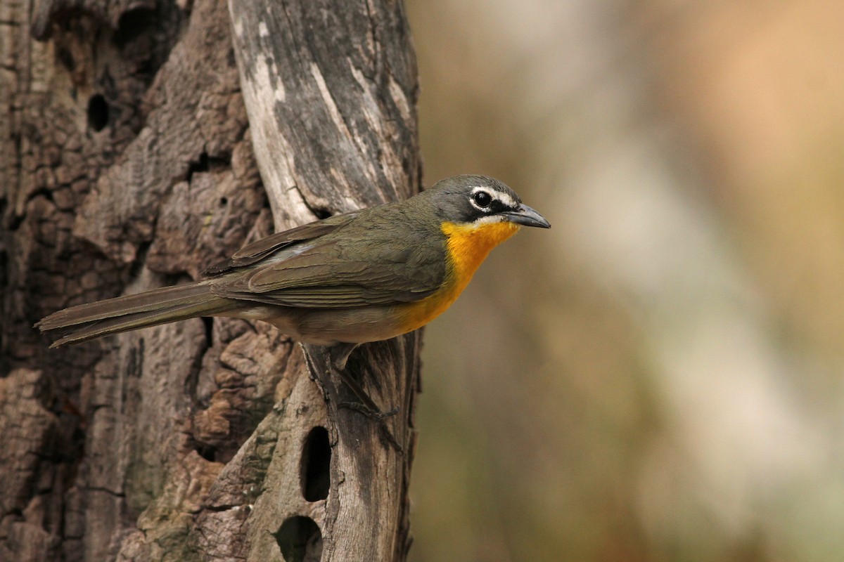 Yellow-breasted Chat - ML332485431