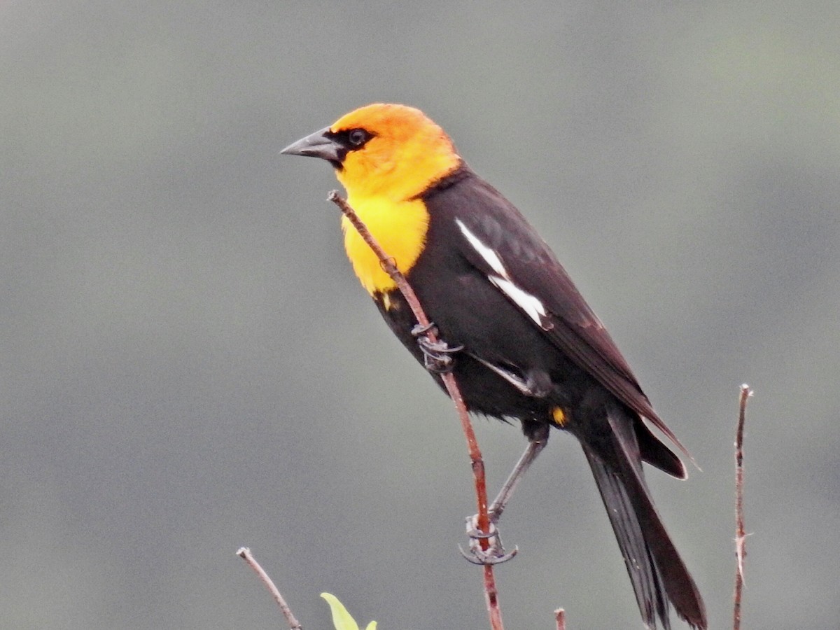 Yellow-headed Blackbird - ML332487901