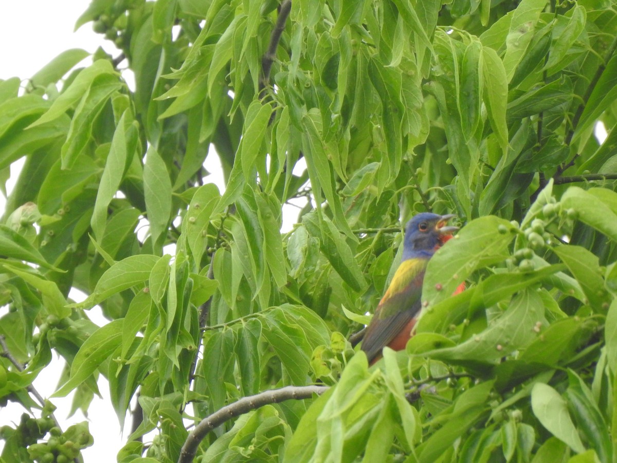 Painted Bunting - ML332489081