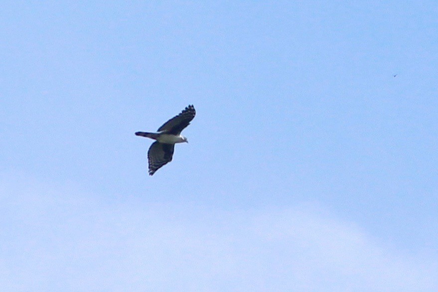 Gray-headed Kite - ML33249021