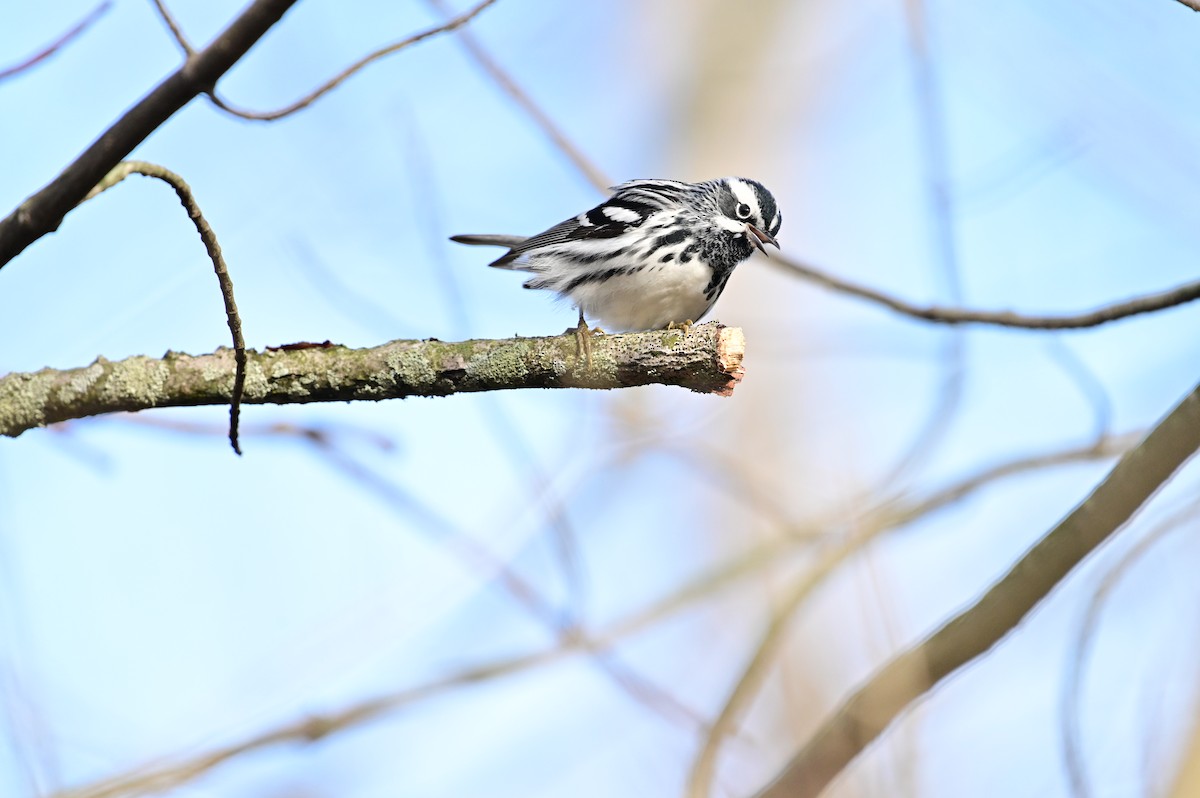 Black-and-white Warbler - M Kelly
