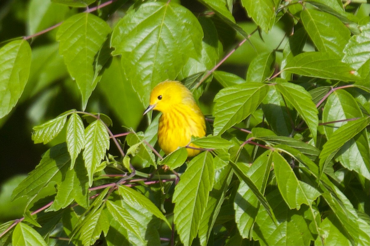 Yellow Warbler - ML332496171