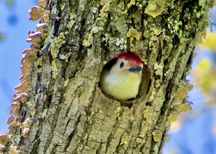 Red-bellied Woodpecker - Karen Mammone